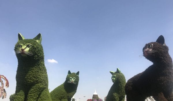The Miracle Garden in UAE is finally open to the visitors!